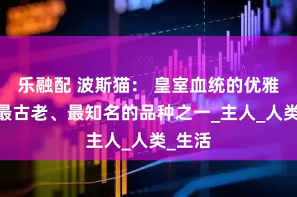 乐融配 波斯猫： 皇室血统的优雅使者,最古老、最知名的品种之一_主人_人类_生活